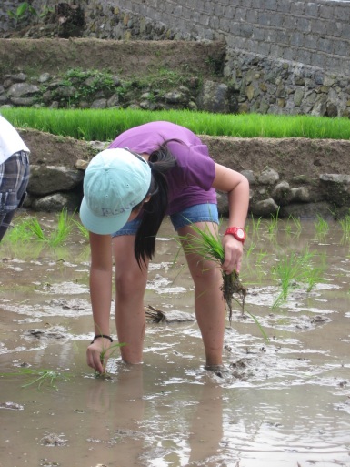planting rice in Bogar, Jakarta