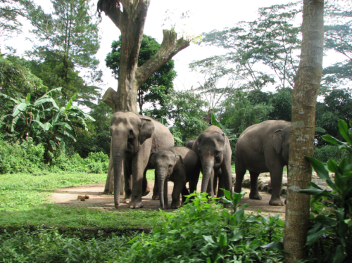Taman Safari, Taman Safari Jakarta, Indonesia, Bogor, Bandang, Taman Safari trip