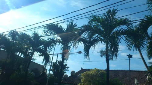 jakarta blue sky, jakata coconut tree