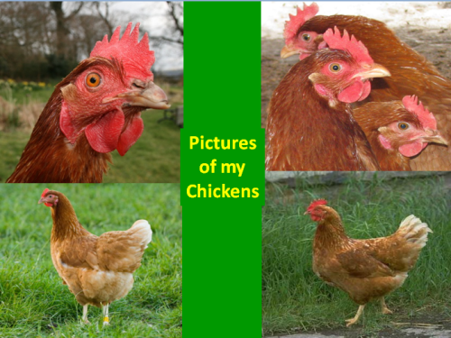 organic eggs, best organic eggs, free range eggs, chicken, pets, raising chicken as pets, sydney chicken