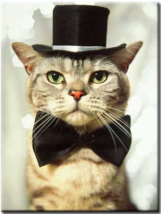 cat serious with black hat